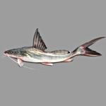 Ayre fish 4.4K £10.99 Per Kg