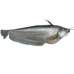 Boal Fish 7K+ Per Kg