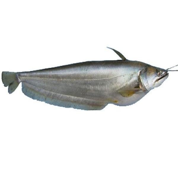 Boal Fish 7K+ Per Kg