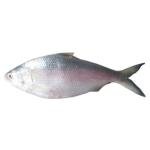 Hilsha Fish 1500g-2000g Per Kg