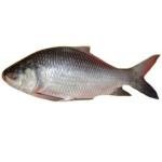 Katla Fish 5K+ Per Kg
