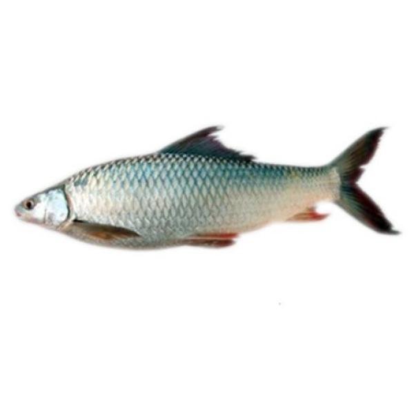 Mrigal Fish 2K+ Each