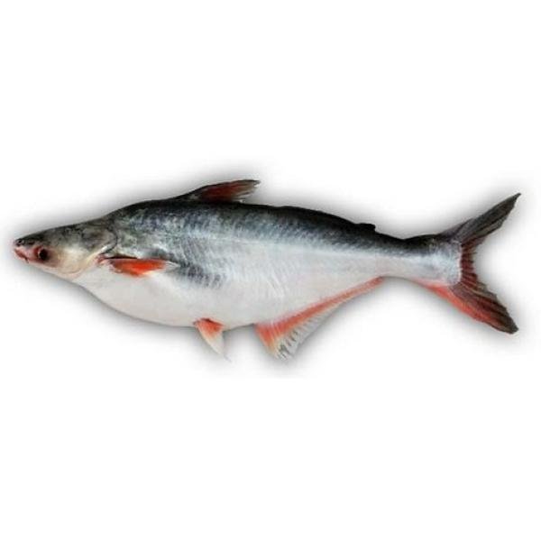 Pangush Fish 5.3K, Per Kg £2.99