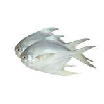 Rupchanda Fish Silver 800g